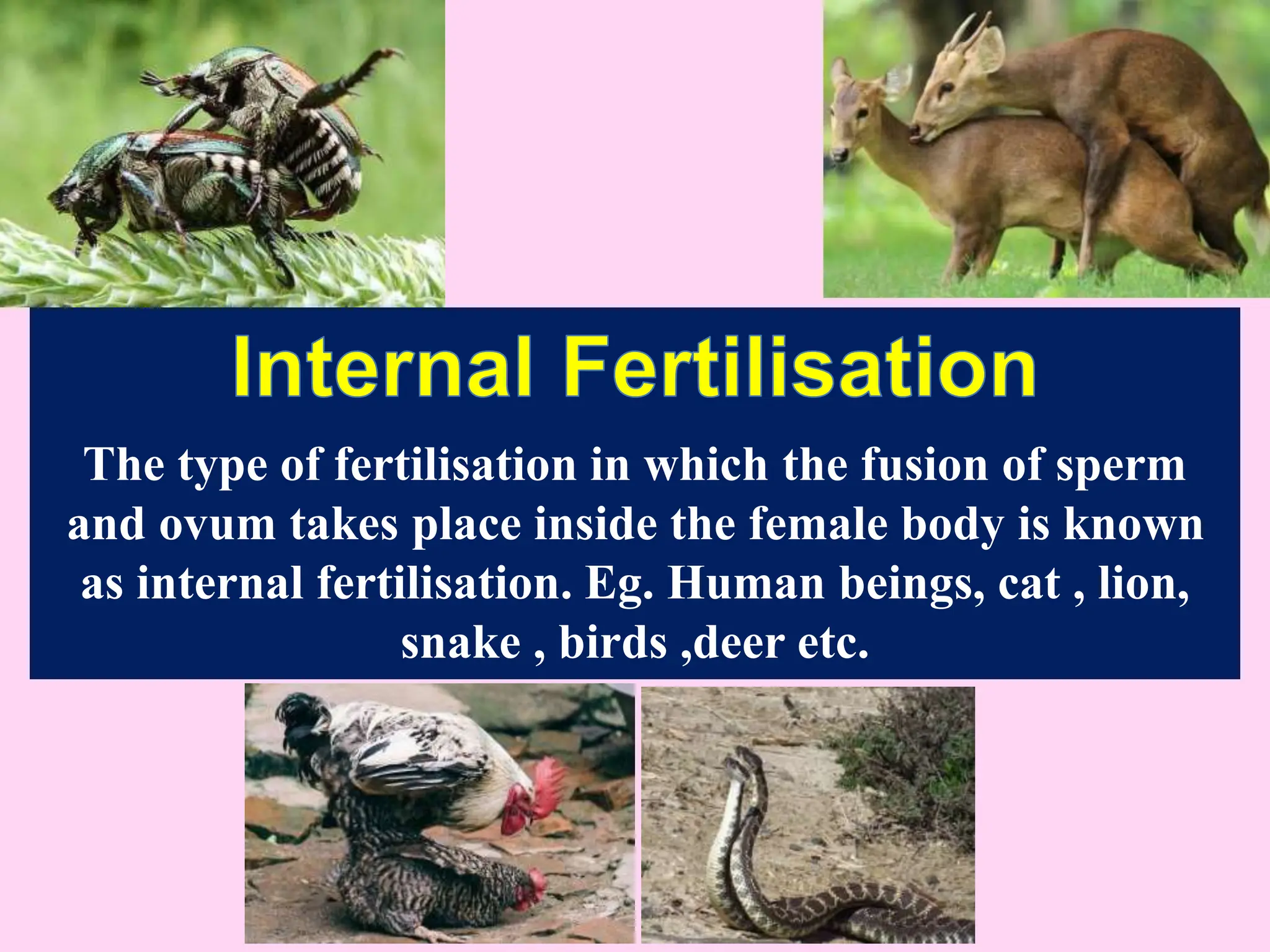 The type of fertilisation in which the fusion of sperm
and ovum takes place inside the female body is known
as internal fertilisation. Eg. Human beings, cat , lion,
snake , birds ,deer etc.
 