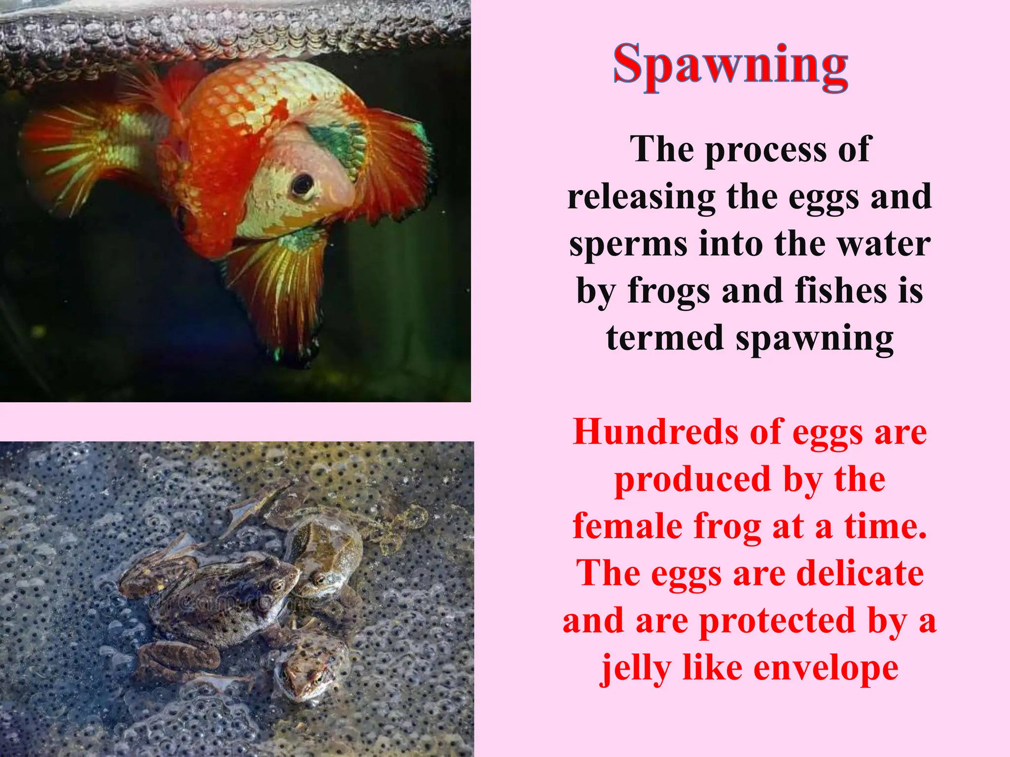 The process of
releasing the eggs and
sperms into the water
by frogs and fishes is
termed spawning
Hundreds of eggs are
produced by the
female frog at a time.
The eggs are delicate
and are protected by a
jelly like envelope
 