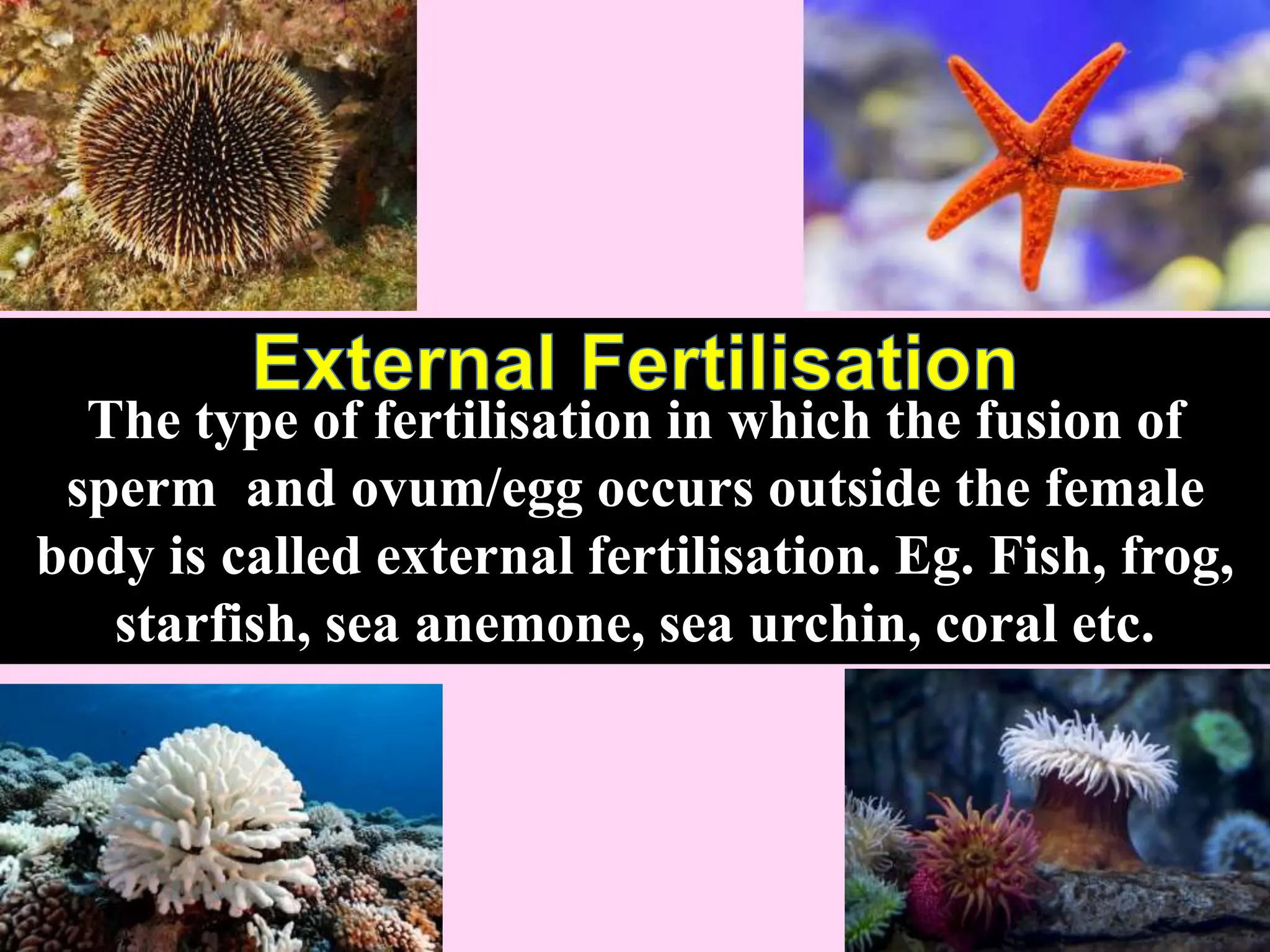 The type of fertilisation in which the fusion of
sperm and ovum/egg occurs outside the female
body is called external fertilisation. Eg. Fish, frog,
starfish, sea anemone, sea urchin, coral etc.
 