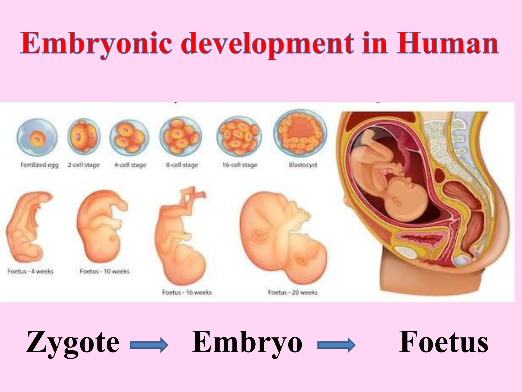 Zygote Embryo Foetus
 