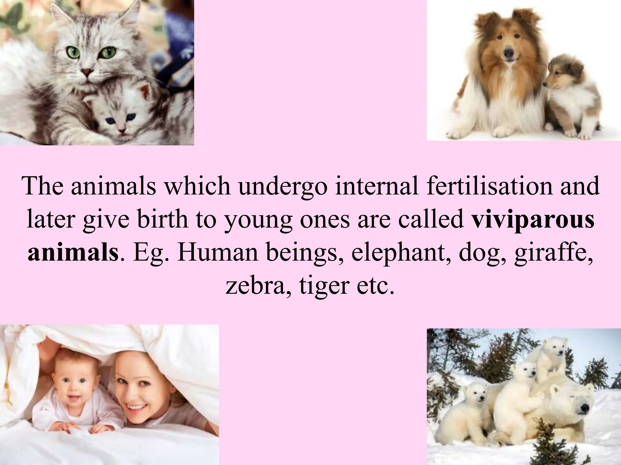 The animals which undergo internal fertilisation and
later give birth to young ones are called viviparous
animals. Eg. Human beings, elephant, dog, giraffe,
zebra, tiger etc.
 