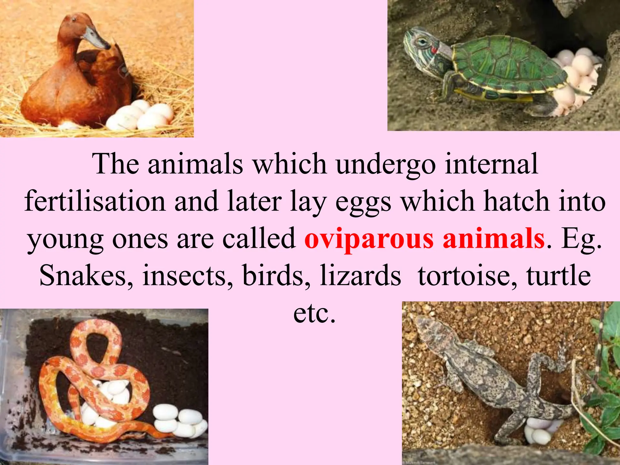 The animals which undergo internal
fertilisation and later lay eggs which hatch into
young ones are called oviparous animals. Eg.
Snakes, insects, birds, lizards tortoise, turtle
etc.
 