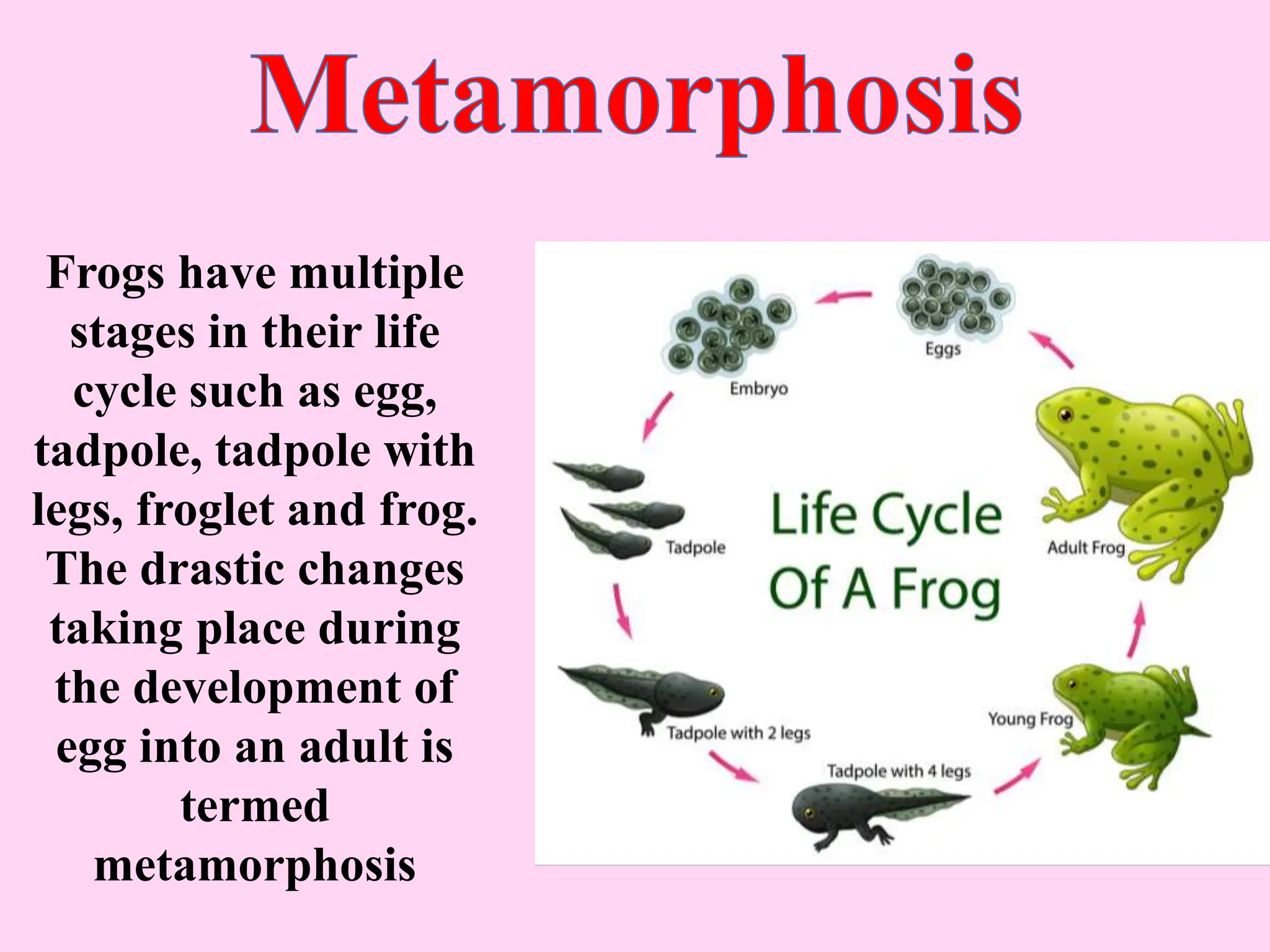 Frogs have multiple
stages in their life
cycle such as egg,
tadpole, tadpole with
legs, froglet and frog.
The drastic changes
taking place during
the development of
egg into an adult is
termed
metamorphosis
 