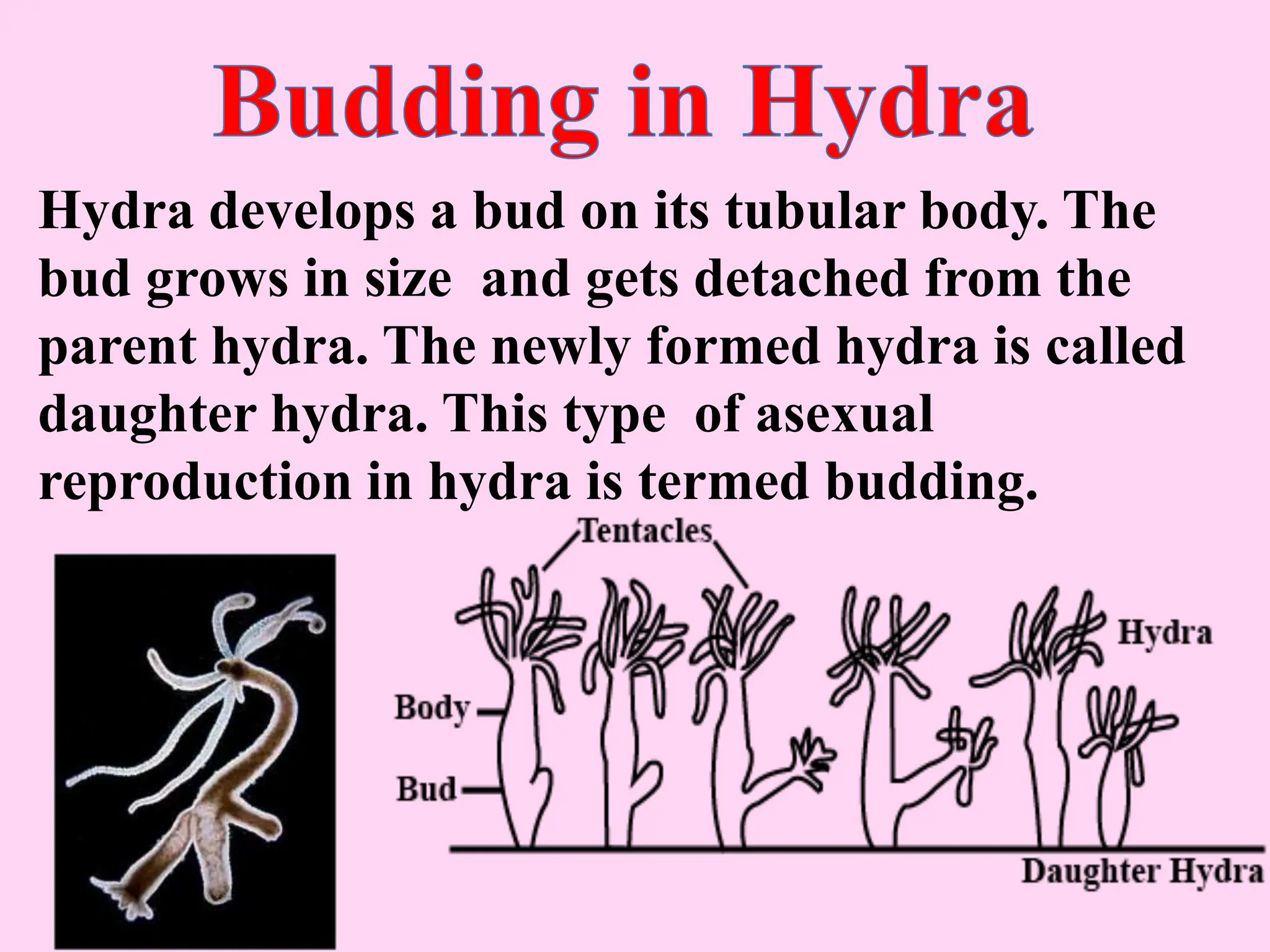 Hydra develops a bud on its tubular body. The
bud grows in size and gets detached from the
parent hydra. The newly formed hydra is called
daughter hydra. This type of asexual
reproduction in hydra is termed budding.
 