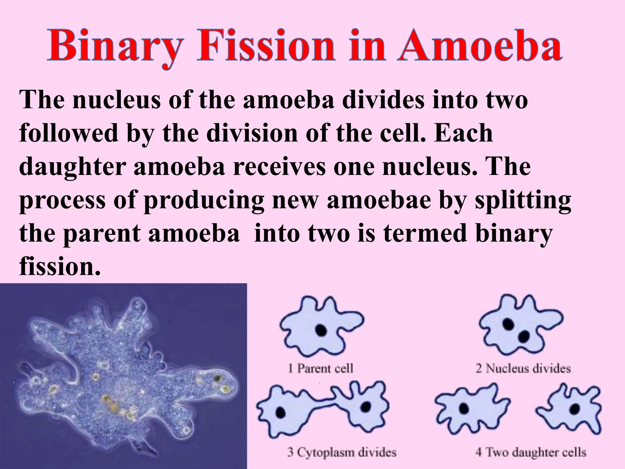 The nucleus of the amoeba divides into two
followed by the division of the cell. Each
daughter amoeba receives one nucleus. The
process of producing new amoebae by splitting
the parent amoeba into two is termed binary
fission.
 