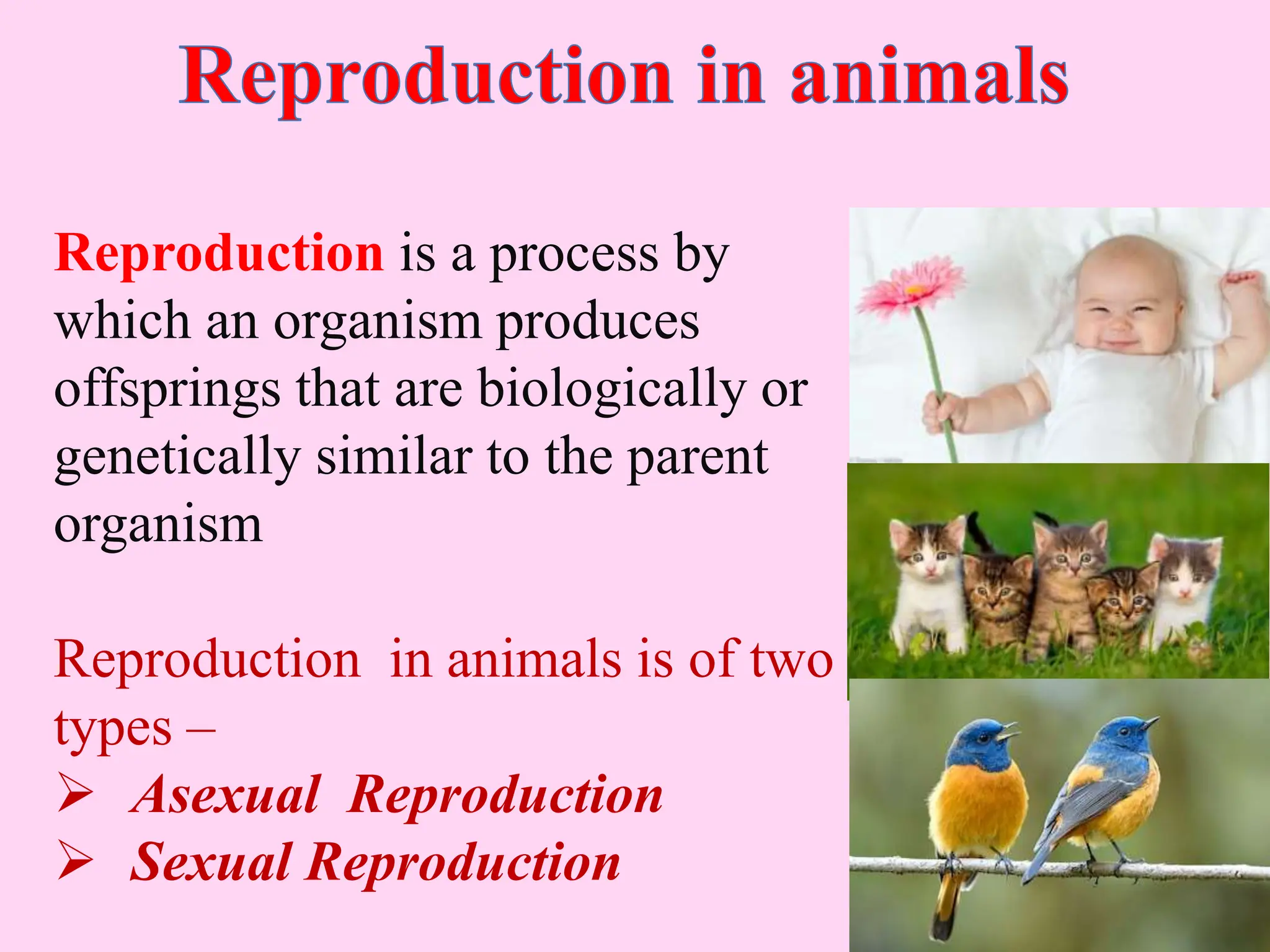 Reproduction is a process by
which an organism produces
offsprings that are biologically or
genetically similar to the parent
organism
Reproduction in animals is of two
types –
 Asexual Reproduction
 Sexual Reproduction
 