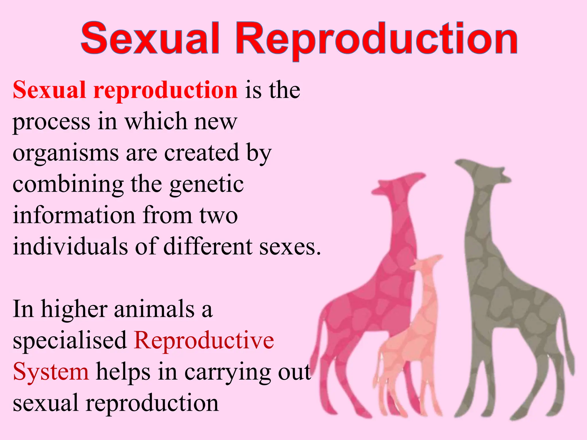 Sexual reproduction is the
process in which new
organisms are created by
combining the genetic
information from two
individuals of different sexes.
In higher animals a
specialised Reproductive
System helps in carrying out
sexual reproduction
 