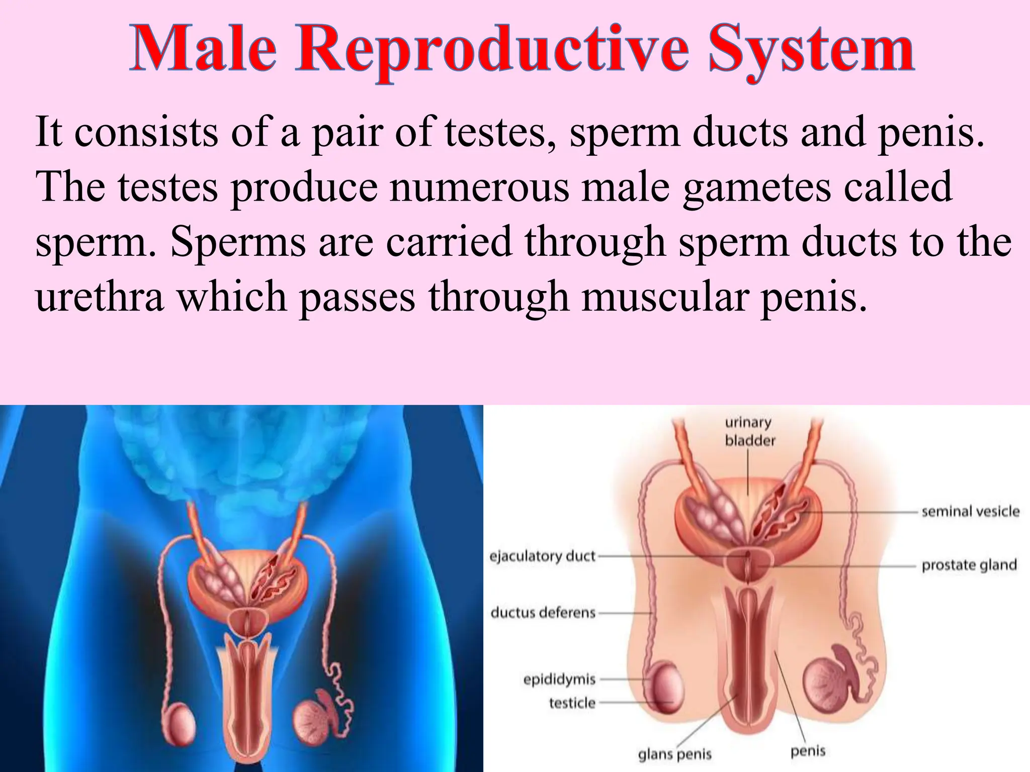 It consists of a pair of testes, sperm ducts and penis.
The testes produce numerous male gametes called
sperm. Sperms are carried through sperm ducts to the
urethra which passes through muscular penis.
 