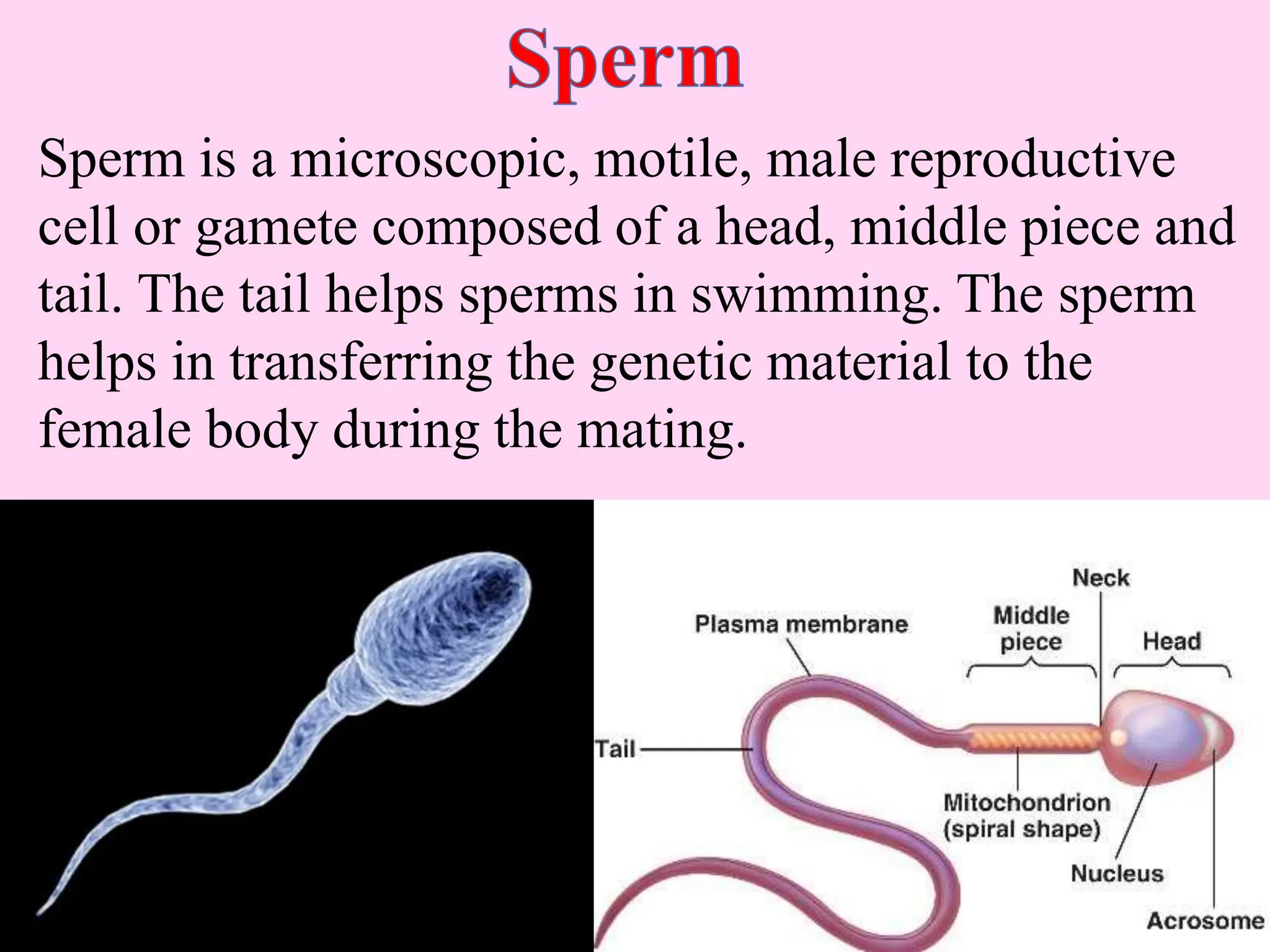 Sperm is a microscopic, motile, male reproductive
cell or gamete composed of a head, middle piece and
tail. The tail helps sperms in swimming. The sperm
helps in transferring the genetic material to the
female body during the mating.
 