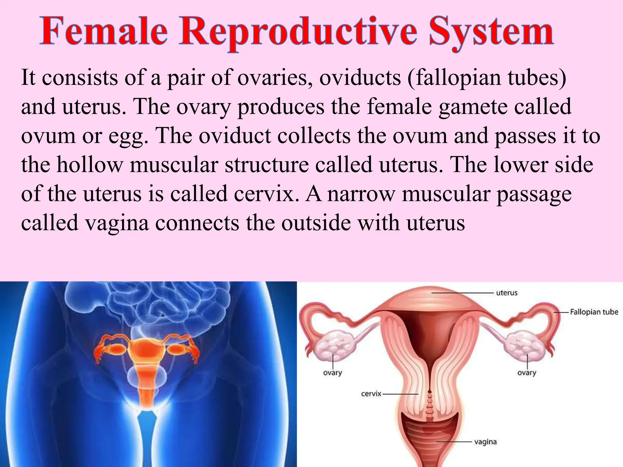 It consists of a pair of ovaries, oviducts (fallopian tubes)
and uterus. The ovary produces the female gamete called
ovum or egg. The oviduct collects the ovum and passes it to
the hollow muscular structure called uterus. The lower side
of the uterus is called cervix. A narrow muscular passage
called vagina connects the outside with uterus
 
