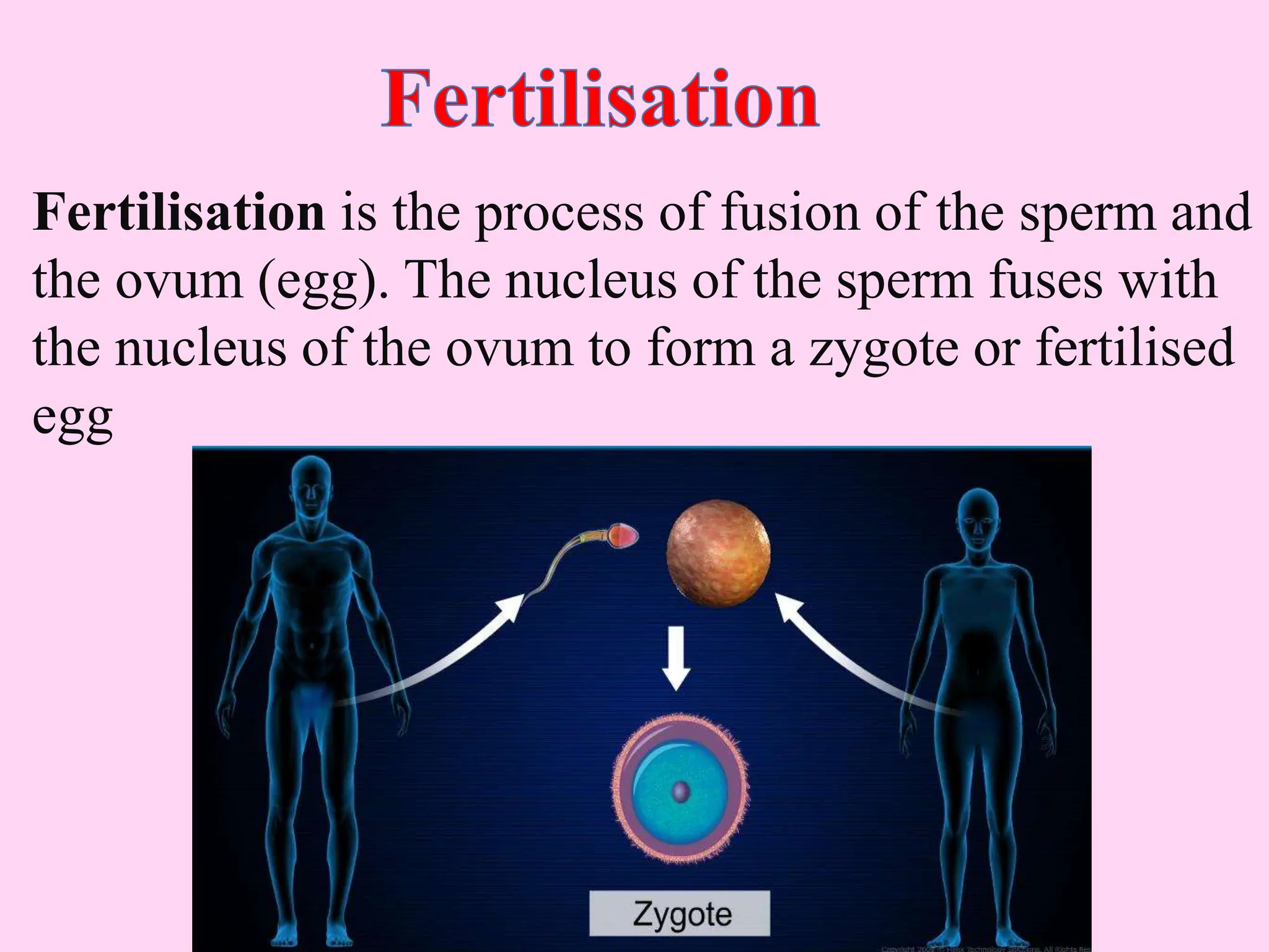 Fertilisation is the process of fusion of the sperm and
the ovum (egg). The nucleus of the sperm fuses with
the nucleus of the ovum to form a zygote or fertilised
egg
 