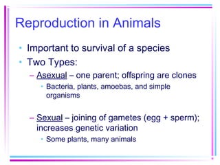 Reproduction in Animals
• Important to survival of a species
• Two Types:
  – Asexual – one parent; offspring are clones
     • Bacteria, plants, amoebas, and simple
       organisms


  – Sexual – joining of gametes (egg + sperm);
    increases genetic variation
     • Some plants, many animals
 
