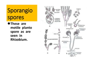 Sporangio
spores
These are
motile planto
spore as are
seen in
Rhizobium.
 