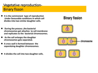 Vegetative reproduction-
Binary fisson
 It is the commonest type of reproduction
.Under favourable conditions in which cell
divides into two similar daughter cells.
 During the process ,the bacterial
chromosomes get attaches to cell membrane
and replicates to the bacterial chromosomes.
 As the cell enlarges the daughter
chromosomes gets separated.
 A cross wall is formed between the
separataing daughter chromosomes.
 It divides the cell into two daughter cells.
 