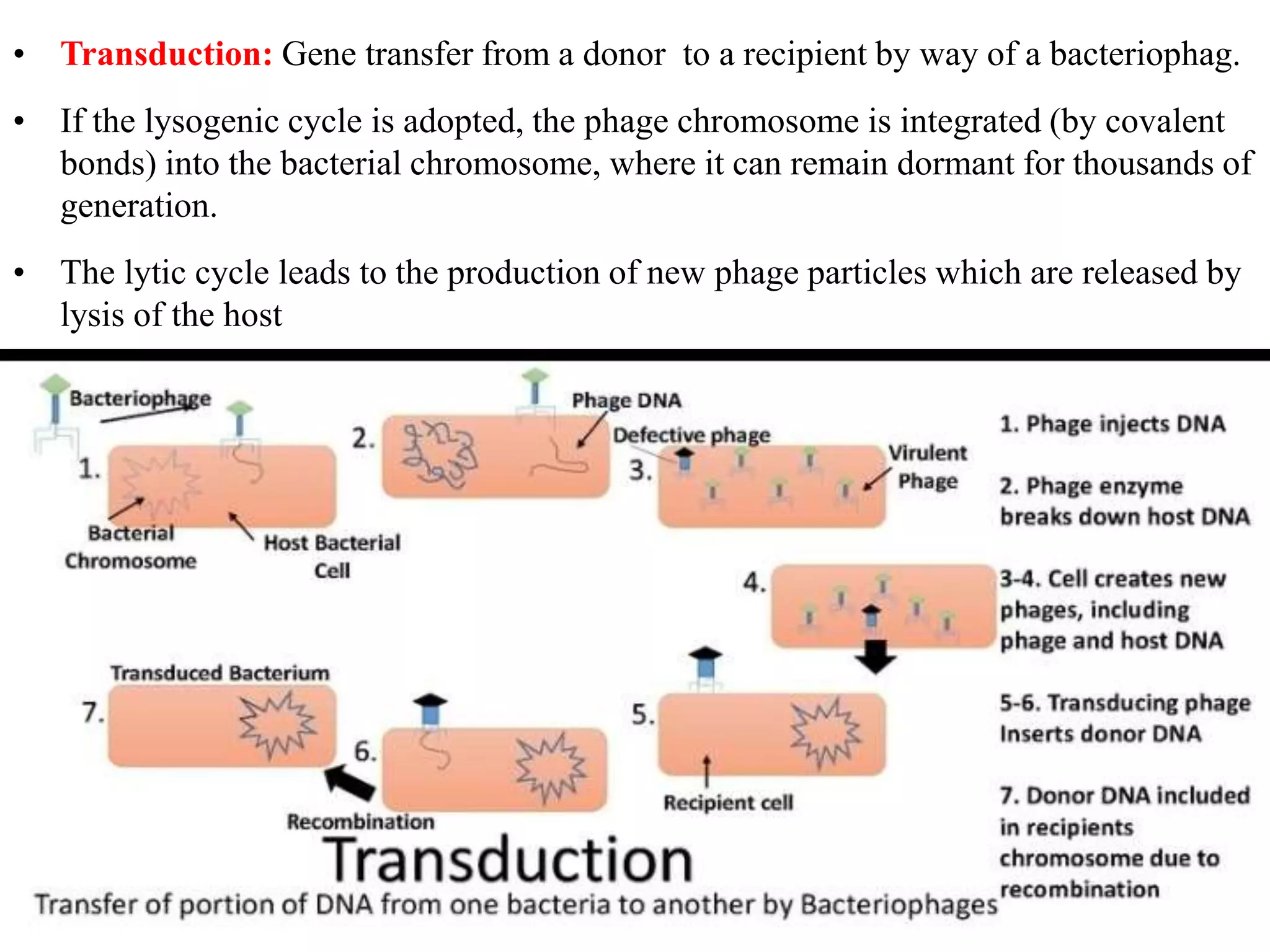• Transduction: Gene transfer from a donor to a recipient by way of a bacteriophag.
• If the lysogenic cycle is adopted, the phage chromosome is integrated (by covalent
bonds) into the bacterial chromosome, where it can remain dormant for thousands of
generation.
• The lytic cycle leads to the production of new phage particles which are released by
lysis of the host
 
