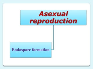 Reproduction in bacteria | PPTX