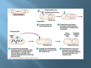 Reproduction in bacteria | PDF
