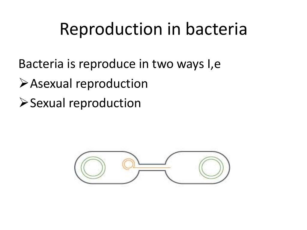 Reproduction in bacteria