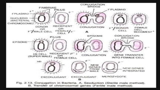 Reproduction in bacteria | PPTX