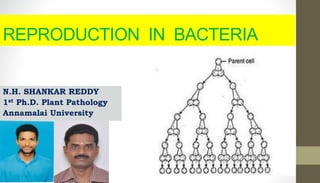 REPRODUCTION IN BACTERIA
N.H. SHANKAR REDDY
1st Ph.D. Plant Pathology
Annamalai University
 