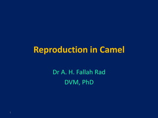 Reproduction in Camel
Dr A. H. Fallah Rad
DVM, PhD
1
 