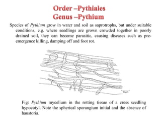 Species of Pythium grow in water and soil as saprotrophs, but under suitable
conditions, e.g. where seedlings are grown crowded together in poorly
drained soil, they can become parasitic, causing diseases such as pre-
emergence killing, damping off and foot rot.
Fig: Pythium mycelium in the rotting tissue of a cress seedling
hypocotyl. Note the spherical sporangium initial and the absence of
haustoria.
 