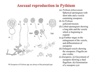 (a) Pythium debaryanum.
Spherical sporangium with
short tube and a vesicle
containing zoospores.
(b- k) Pythium
aphanidermatum.
(b) Lobed sporangium showing
a long tube and the vesicle
which is beginning to
expand.
(c-g) Further stages in the
enlargement of the vesicle,
and differentiation of
zoospores
(h) Enlarged vesicle showing
the zoospores. Flagella are
also visible.
(i) Zoospores. (j) Encystment of
zoospore showing a shed
flagellum. (k) Germination
of a zoospore cyst
 Zoospores of Pythium spp. are always of the principal type.
 