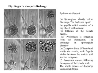 Pythium middletonii.
(a) Sporangium shortly before
discharge. The thickened tip of
the papilla which consists of a
cap of cell wall material.
(b) Inflation of the vesicle
begins.
(c,d) Protoplasm is retreating
from the sporangium. The
shrinkage in sporangium
diameter
(e) Zoospores have differentiated
within the vesicle, with flagella
visible between the vesicle wall
and the zoospores.
(f) Zoospores escape following
the rupture of the vesicle wall.
The whole process of discharge
takes about 20min.
Fig: Stages in zoospore discharge
 