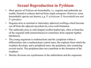 • Most species of Pythium are homothallic, i.e. oogonia and antheridia are
readily formed in cultures derived from single zoospores. However, some
heterothallic species are known, e.g. P. sylvaticum, P. heterothallicum and
P. splendens.
• Oogonia arise as terminal or intercalary spherical swellings which become
cut off from the adjacent mycelium by cross-wall formation.
• The antheridia arise as club-shaped swollen hyphal tips, often as branches
of the oogonial stalk (monoclinous) or sometimes from separate hyphae
(diclinous).
• The young oogonium is multinucleate and the cytoplasm within it
differentiates into a multinucleate central mass, the ooplasm from which the
oosphere develops, and a peripheral mass, the periplasm, also containing
several nuclei. The periplasm does not contribute to the formation of the
oosphere.
• Meiotic divisions are synchronous in the antheridium and the oogonium
 