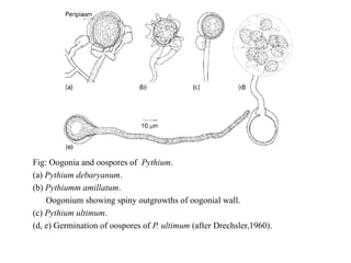 Fig: Oogonia and oospores of Pythium.
(a) Pythium debaryanum.
(b) Pythiumm amillatum.
Oogonium showing spiny outgrowths of oogonial wall.
(c) Pythium ultimum.
(d, e) Germination of oospores of P. ultimum (after Drechsler,1960).
 