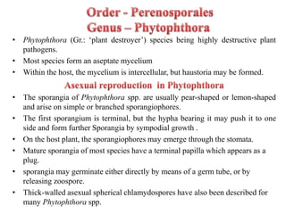 • Phytophthora (Gr.: ‘plant destroyer’) species being highly destructive plant
pathogens.
• Most species form an aseptate mycelium
• Within the host, the mycelium is intercellular, but haustoria may be formed.
• The sporangia of Phytophthora spp. are usually pear-shaped or lemon-shaped
and arise on simple or branched sporangiophores.
• The first sporangium is terminal, but the hypha bearing it may push it to one
side and form further Sporangia by sympodial growth .
• On the host plant, the sporangiophores may emerge through the stomata.
• Mature sporangia of most species have a terminal papilla which appears as a
plug.
• sporangia may germinate either directly by means of a germ tube, or by
releasing zoospore.
• Thick-walled asexual spherical chlamydospores have also been described for
many Phytophthora spp.
 