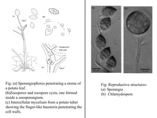 Fig: (a) Sporangiophores penetrating a stoma of
a potato leaf.
(b)Zoospores and zoospore cysts, one formed
inside a zoosporangium.
(c) Intercellular mycelium from a potato tuber
showing the finger-like haustoria penetrating the
cell walls.
Fig: Reproductive structures-
(a) Sporangia
(b) Chlamydospore
 