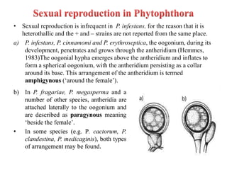 • Sexual reproduction is infrequent in P. infestans, for the reason that it is
heterothallic and the + and – strains are not reported from the same place.
a) P. infestans, P. cinnamomi and P. erythroseptica, the oogonium, during its
development, penetrates and grows through the antheridium (Hemmes,
1983)The oogonial hypha emerges above the antheridium and inflates to
form a spherical oogonium, with the antheridium persisting as a collar
around its base. This arrangement of the antheridium is termed
amphigynous (‘around the female’).
b) In P. fragariae, P. megasperma and a
number of other species, antheridia are
attached laterally to the oogonium and
are described as paragynous meaning
‘beside the female’.
• In some species (e.g. P. cactorum, P.
clandestina, P. medicaginis), both types
of arrangement may be found.
 