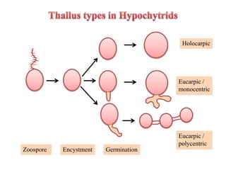 Zoospore Encystment Germination
Holocarpic
Eucarpic /
monocentric
Eucarpic /
polycentric
 