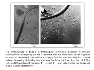 Fig: Ultrastructure of flagella in Straminipila. (a)Whiplash flagellum of Pythium
monospermum (Oomycota).The tip is narrower than the main body of the flagellum
because the two central microtubules are longer than the nine outer doublets. Arrows
indicate the coating of the flagellum with very fine hairs. (b) Tinsel flagellum of Achlya
colorata (Oomycota) with numerous TTHs. Each TTH ends in two fibres, one longer and
thicker than the other (arrows)
 