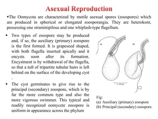  Two types of zoospore may be produced
and, if so, the auxiliary (primary) zoospore
is the first formed. It is grapeseed shaped,
with both flagella inserted apically and it
encysts soon after its formation.
Encystment is by withdrawal of the flagella,
so that a tuft of tripartite tubular hairs is left
behind on the surface of the developing cyst
.
 The cyst germinates to give rise to the
principal (secondary) zoospore, which is by
far the more common type and also the
more vigorous swimmer. This typical and
readily recognized oomycete zoospore is
uniform in appearance across the phylum
The Oomycota are characterized by motile asexual spores (zoospores) which
are produced in spherical or elongated zoosporangia. They are heterokont,
possessing one straminipilous and one whiplash-type flagellum.
Fig:
(a) Auxiliary (primary) zoospore
(b) Principal (secondary) zoospore.
 