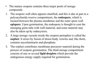 • The mature oospore contains three major pools of storage
compounds
1. The oospore wall often appears stratified, and this is due in part to a
polysaccharide reserve compartment, the endospore, which is
located between the plasma membrane and the outer spore wall
epispore. Upon germination, the endospore is thought to coat the
emerging germ tube with wall material, and some material may
also be taken up by endocytosis.
2. A large storage vacuole inside the oospore protoplast is called the
ooplast. It arises by fusion of dense-body vesicles and, like them,
contains mycolaminarin and phosphate.
3. The ooplast contributes membrane precursor material during the
process of oospore germination. The third storage compartment
consists of one or several lipid droplets which provide the
endogenous energy supply required for germination.
 