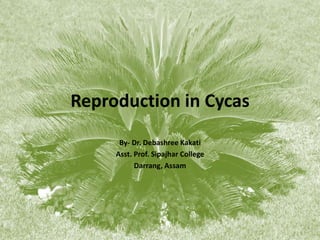 Reproduction in Cycas
By- Dr. Debashree Kakati
Asst. Prof. Sipajhar College
Darrang, Assam
 