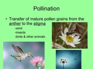 Reproduction In Flowering Plants | PPT