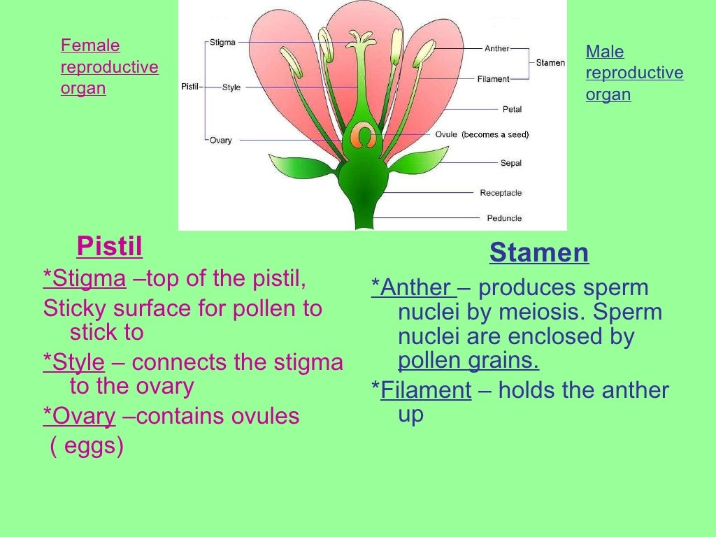 Reproduction In Flowering Plants