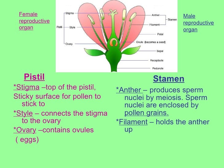 plants organ in Male sex