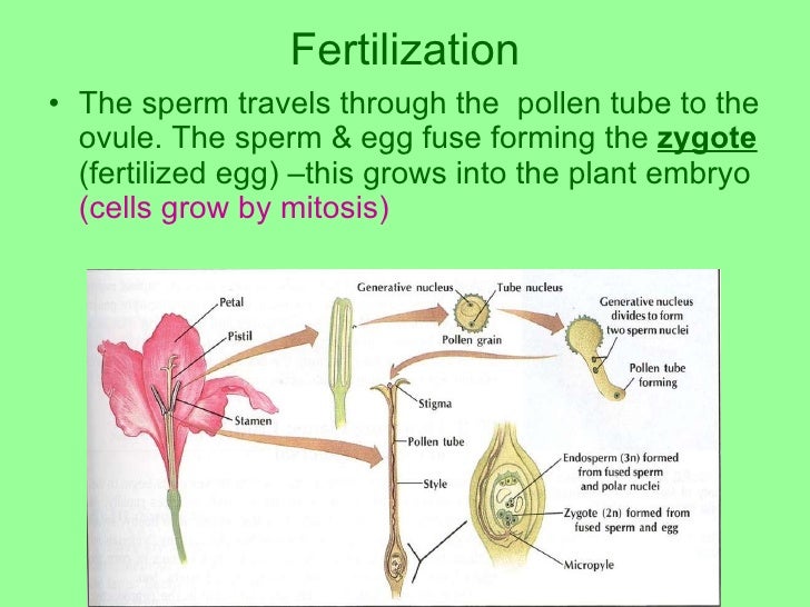 Reproduction In Flowering Plants