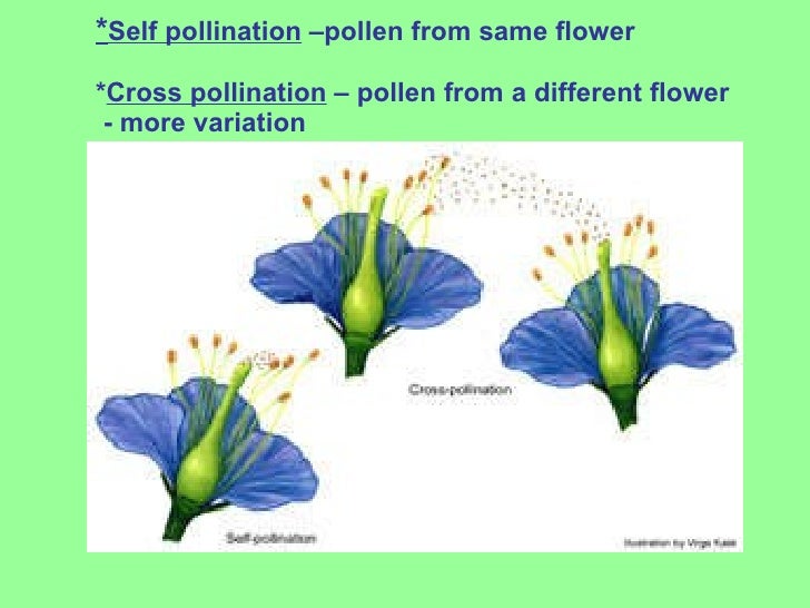 Reproduction In Flowering Plants