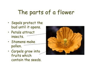 The parts of a flower ,[object Object],[object Object],[object Object],[object Object]