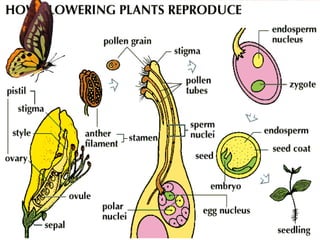 Reproduction in flowering plants presentation | PPT