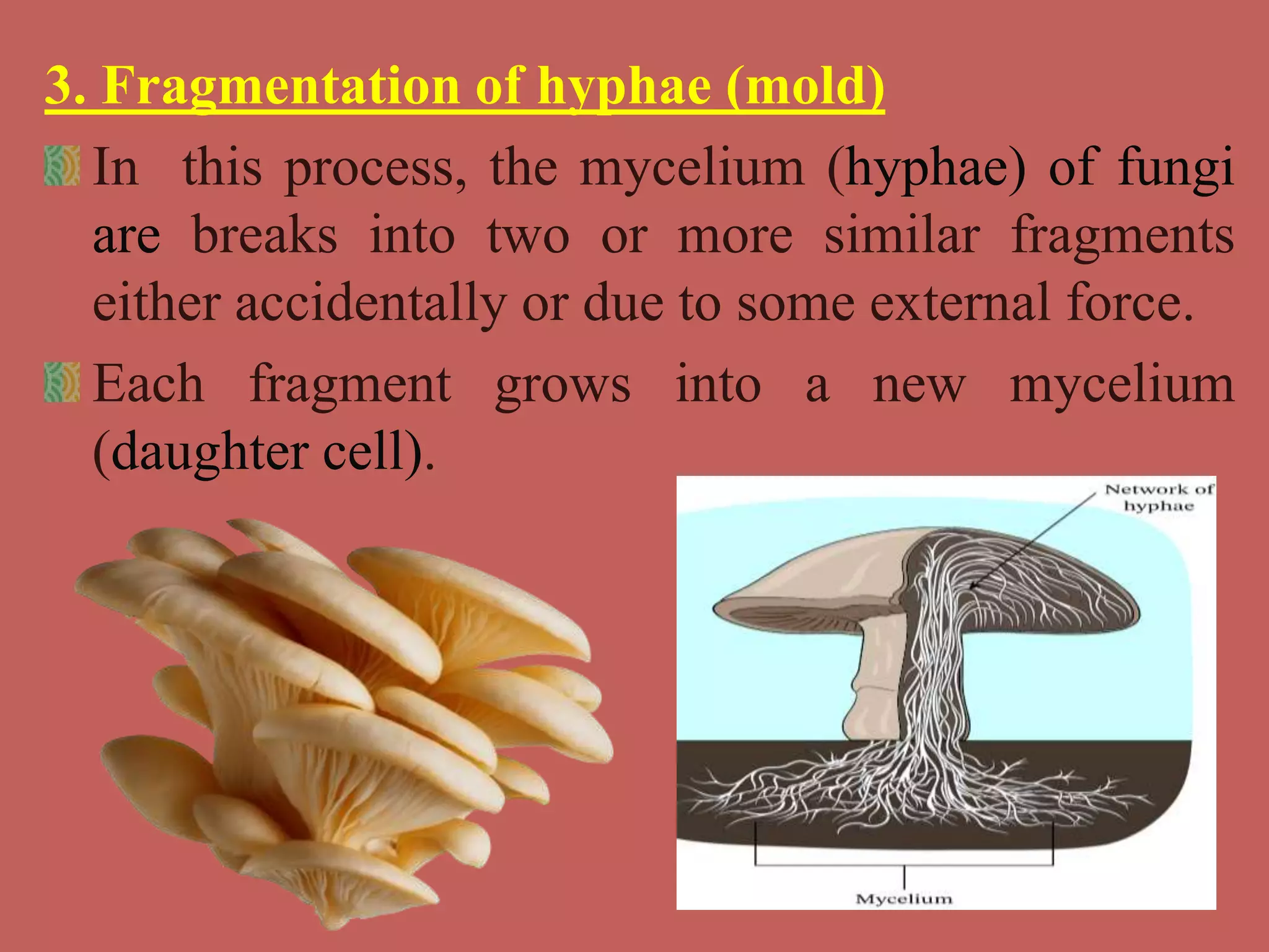 3. Fragmentation of hyphae (mold)
In this process, the mycelium (hyphae) of fungi
are breaks into two or more similar fragments
either accidentally or due to some external force.
Each fragment grows into a new mycelium
(daughter cell).
 