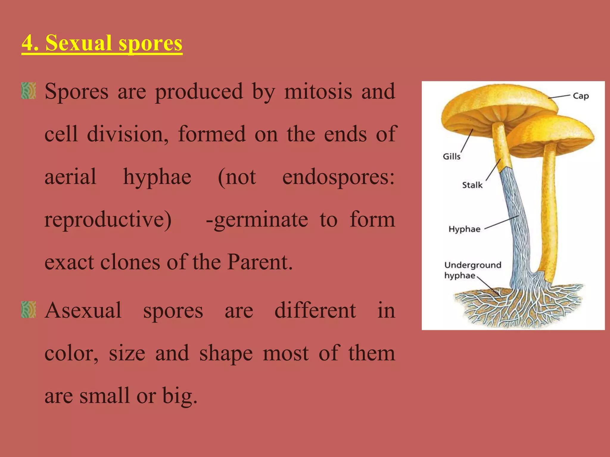 4. Sexual spores
Spores are produced by mitosis and
cell division, formed on the ends of
aerial hyphae (not endospores:
reproductive) -germinate to form
exact clones of the Parent.
Asexual spores are different in
color, size and shape most of them
are small or big.
 
