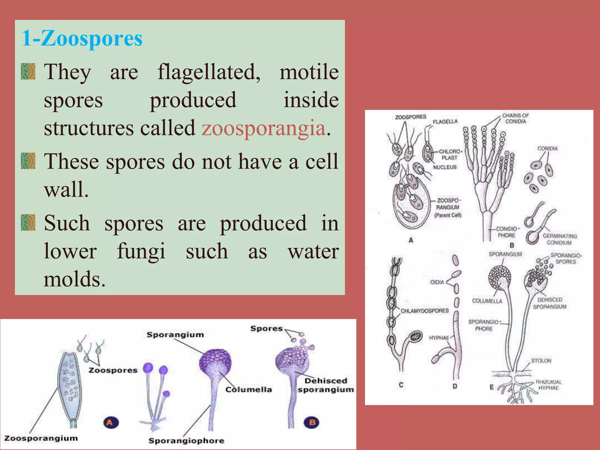 1-Zoospores
They are flagellated, motile
spores produced inside
structures called zoosporangia.
These spores do not have a cell
wall.
Such spores are produced in
lower fungi such as water
molds.
 