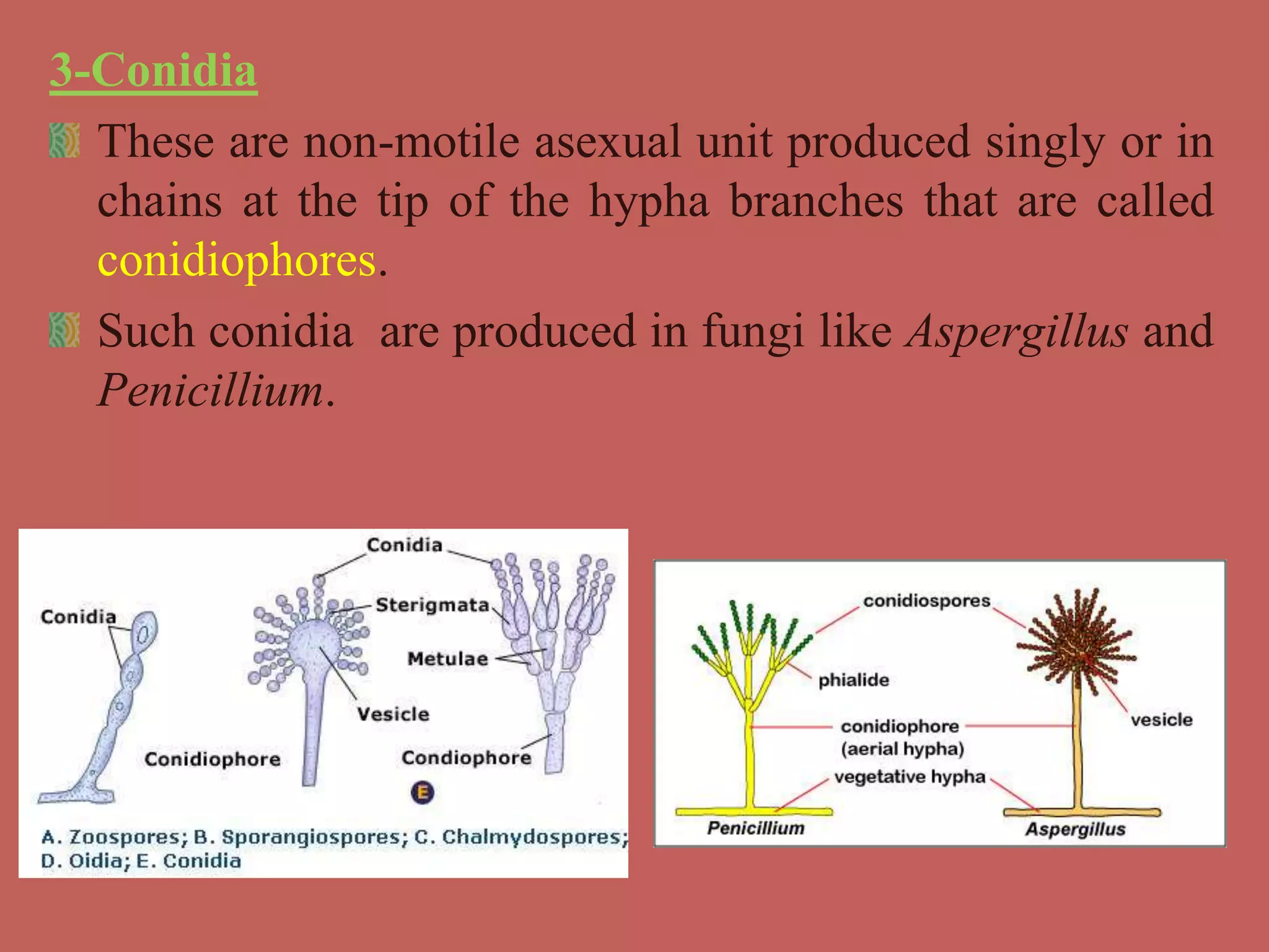 3-Conidia
These are non-motile asexual unit produced singly or in
chains at the tip of the hypha branches that are called
conidiophores.
Such conidia are produced in fungi like Aspergillus and
Penicillium.
 