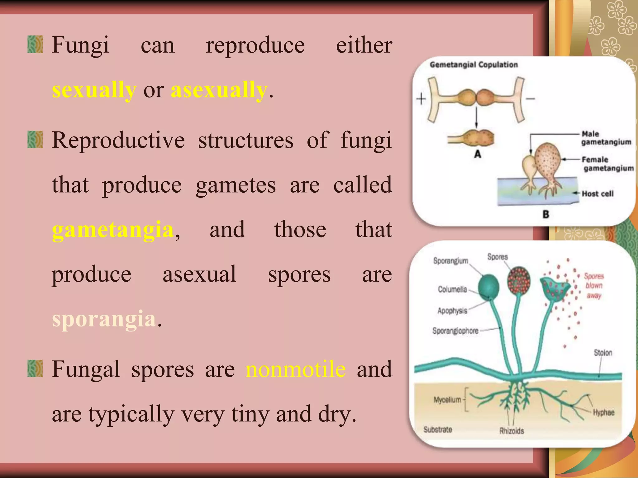 Fungi can reproduce either
sexually or asexually.
Reproductive structures of fungi
that produce gametes are called
gametangia, and those that
produce asexual spores are
sporangia.
Fungal spores are nonmotile and
are typically very tiny and dry.
 